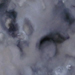 Silvered Oyster